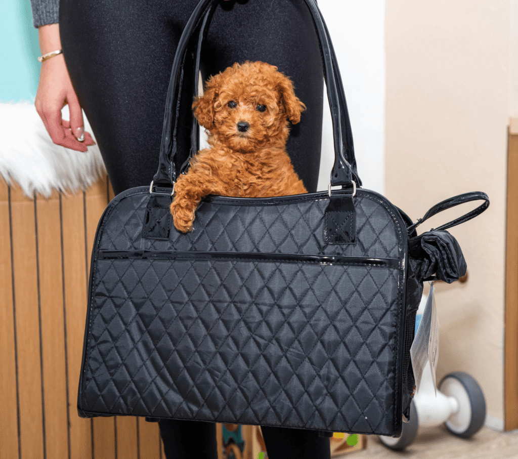 bag